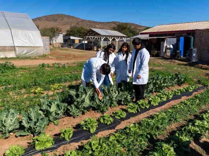 INIA enseña a estudiantes de liceos agrícolas a criar insectos que reemplazan plaguicidas 
