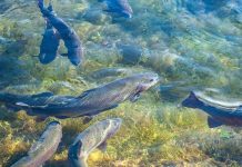 Investigación tecnológica IDeA: UCN adjudica proyectos con impacto en acuicultura Investigación tecnológica IDeA: UCN adjudica proyectos con impacto en acuicultura