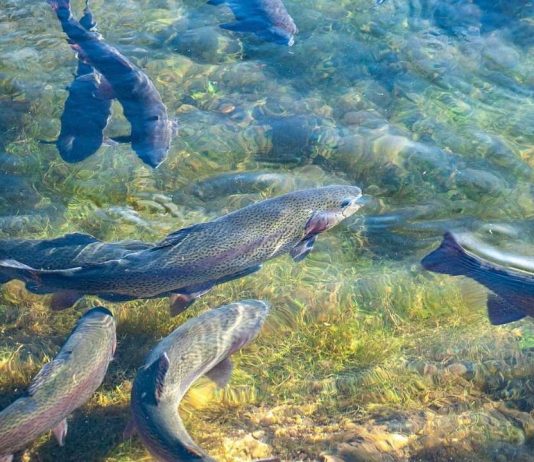 Investigación tecnológica IDeA: UCN adjudica proyectos con impacto en acuicultura Investigación tecnológica IDeA: UCN adjudica proyectos con impacto en acuicultura