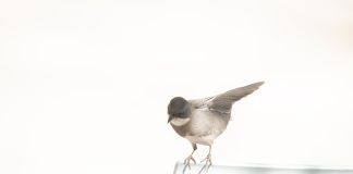 Día Nacional del Medio Ambiente: Un día para recordar lo que olvidamos