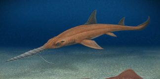 Científicos descubren dos nuevas especies fósiles para el mundo