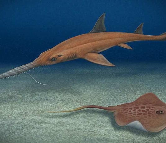 Científicos descubren dos nuevas especies fósiles para el mundo Científicos descubren dos nuevas especies fósiles para el mundo