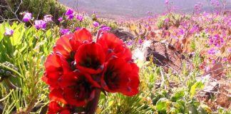 Llaman a cuidar flores endémicas tras polémicos registros en redes sociales