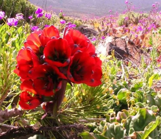 Llaman a cuidar flores endémicas tras polémicos registros en redes sociales Llaman a cuidar flores endémicas tras polémicos registros en redes sociales