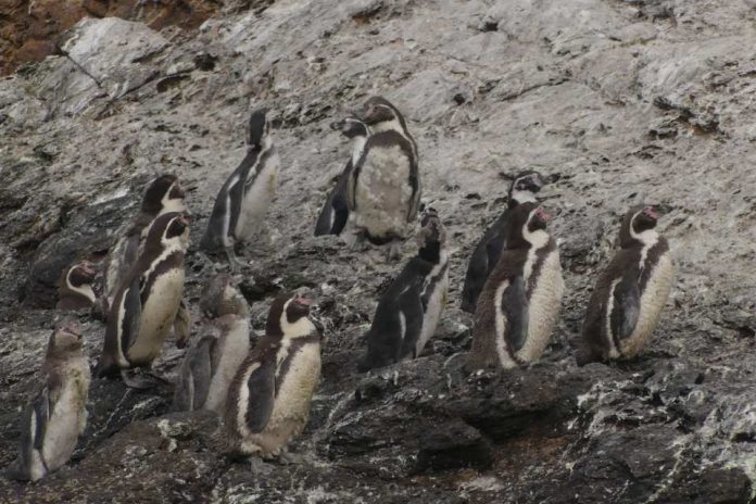 Pingüino de Humboldt en riesgo investigación revela su rol clave en la Península de Hualpén Pingüino de Humboldt en riesgo: investigación revela su rol clave en la Península de Hualpén