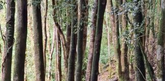 Estudiantes fortalecen aprendizaje de la naturaleza por medio de iNaturalist