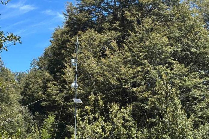 Instalan moderna estación meteorológica para medir compuestos orgánicos volátiles biogénicos en Conguillío