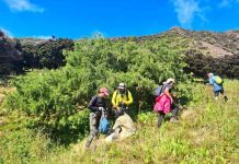 Investigadores de Agronomía UdeC y Conaf buscan salvar de la extinción árboles endémicos del Archipiélago Juan Fernández