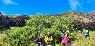 Investigadores de Agronomía UdeC y Conaf buscan salvar de la extinción árboles endémicos del Archipiélago Juan Fernández
