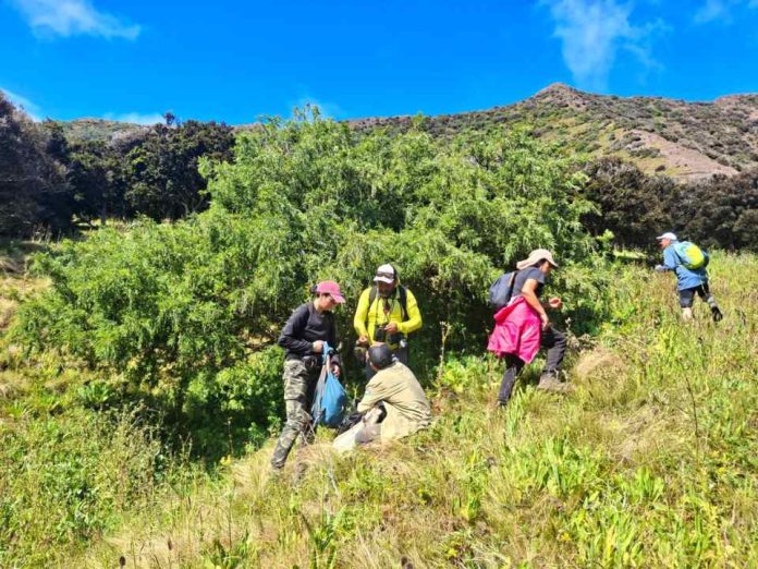 Investigadores de Agronomía UdeC y Conaf buscan salvar de la extinción árboles endémicos del Archipiélago Juan Fernández