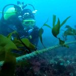 Facultad de Ciencias del Mar participa en elaboración de propuestas de desarrollo país al 2050 en algas y acuicultura Facultad de Ciencias del Mar participa en elaboración de propuestas de desarrollo país al 2050 en algas y acuicultura