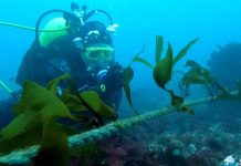 Facultad de Ciencias del Mar participa en elaboración de propuestas de desarrollo país al 2050 en algas y acuicultura Facultad de Ciencias del Mar participa en elaboración de propuestas de desarrollo país al 2050 en algas y acuicultura