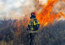 Incendios forestales: cuando el fuego también amenaza lo que comemos Incendios forestales: cuando el fuego también amenaza lo que comemos