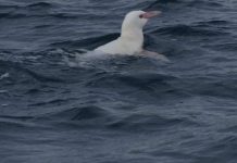 Investigación registró primer hallazgo de pingüino de Humboldt albino en la Región del Biobío
