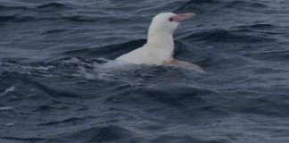 Investigación registró primer hallazgo de pingüino de Humboldt albino en la Región del Biobío
