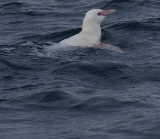 Investigación registró primer hallazgo de pingüino de Humboldt albino en la Región del Biobío Investigación registró primer hallazgo de pingüino de Humboldt albino en la Región del Biobío