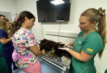 UDLA brinda atención veterinaria a mascotas afectadas por incendios forestales y habilita centros de acopio