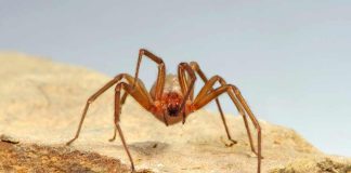 Cómo prevenir y actuar frente a una mordedura de araña de rincón este verano