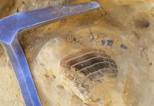 Estudio internacional revela que tiburones y rayas alcanzaron su mayor diversidad hace 40 millones de años