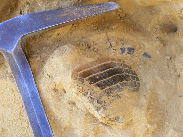 Estudio internacional revela que tiburones y rayas alcanzaron su mayor diversidad hace 40 millones de años