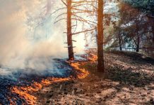 Académicos UCSC advierten que los incendios en Chile responden a fallas estructurales del territorio y no solo al clima