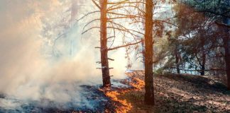 Académicos UCSC advierten que los incendios en Chile responden a fallas estructurales del territorio y no solo al clima