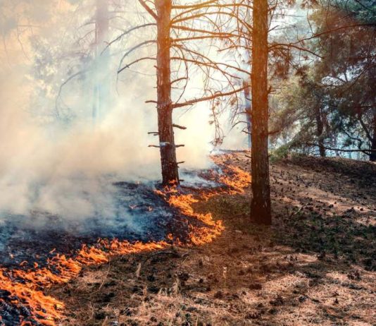 Académicos UCSC advierten que los incendios en Chile responden a fallas estructurales del territorio y no solo al clima Académicos UCSC advierten que los incendios en Chile responden a fallas estructurales del territorio y no solo al clima