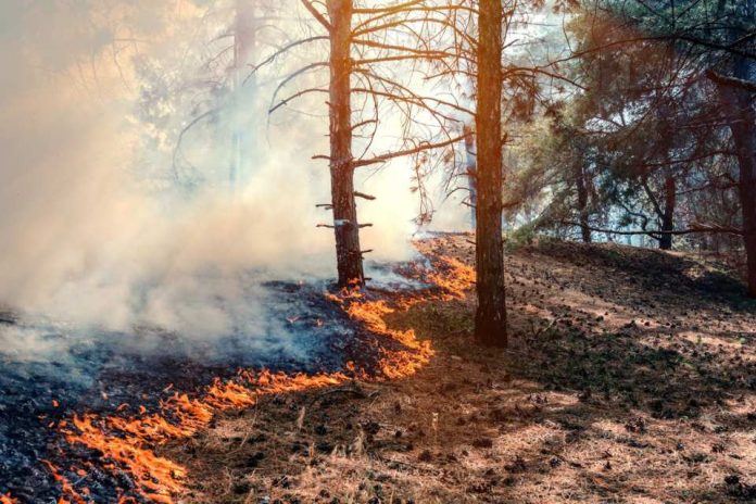Académicos UCSC advierten que los incendios en Chile responden a fallas estructurales del territorio y no solo al clima