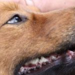 Causas animalistas crecen más de un 1.200% según plataforma digital chilena