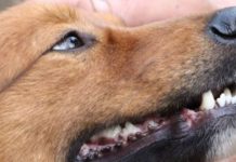 Causas animalistas crecen más de un 1.200% según plataforma digital chilena