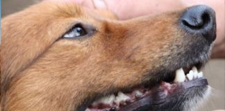 Causas animalistas crecen más de un 1.200% según plataforma digital chilena