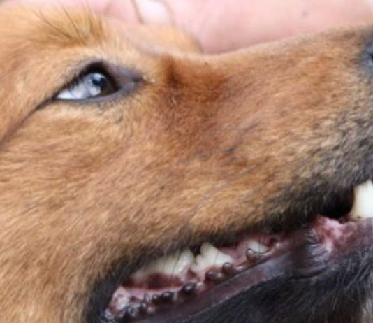 Causas animalistas crecen más de un 1.200% según plataforma digital chilena