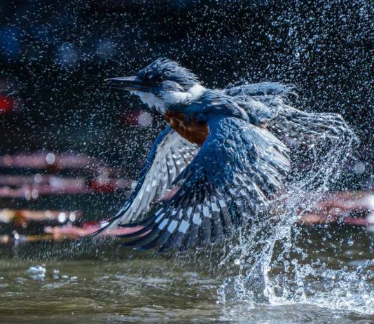 Gana un viaje a la Antártida con el Concurso de fotografía de aves de Audubon