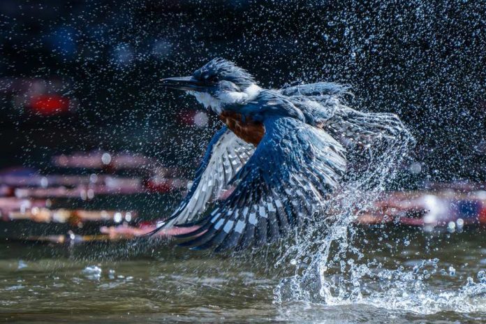 Gana un viaje a la Antártida con el Concurso de fotografía de aves de Audubon