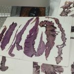 Investigación actualiza la diversidad de algas rojas del Pacífico suroriental y describe tres especies nuevas