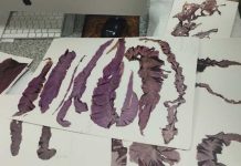 Investigación actualiza la diversidad de algas rojas del Pacífico suroriental y describe tres especies nuevas