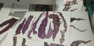 Investigación actualiza la diversidad de algas rojas del Pacífico suroriental y describe tres especies nuevas