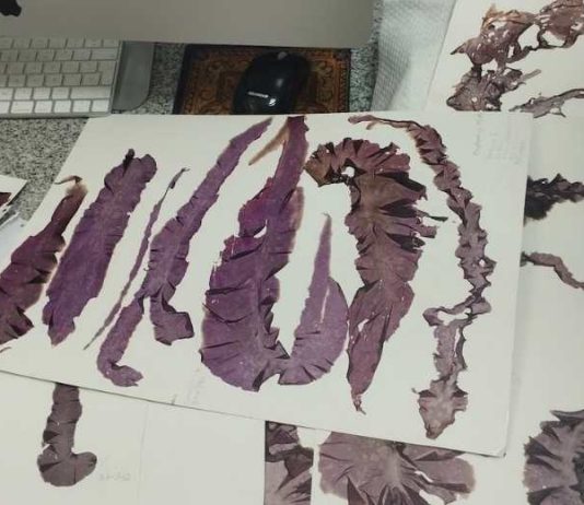 Investigación actualiza la diversidad de algas rojas del Pacífico suroriental y describe tres especies nuevas