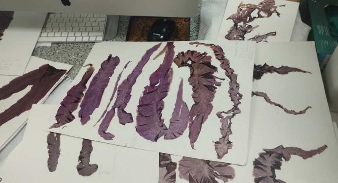 Investigación actualiza la diversidad de algas rojas del Pacífico suroriental y describe tres especies nuevas