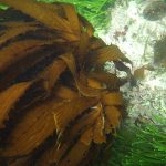 Investigación internacional revela nuevas especies de kelp y su alta biodiversidad en el Pacífico Sudeste