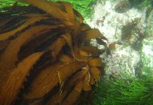 Investigación internacional revela nuevas especies de kelp y su alta biodiversidad en el Pacífico Sudeste
