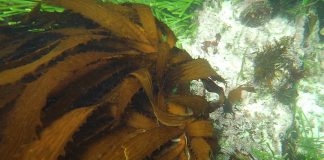 Investigación internacional revela nuevas especies de kelp y su alta biodiversidad en el Pacífico Sudeste