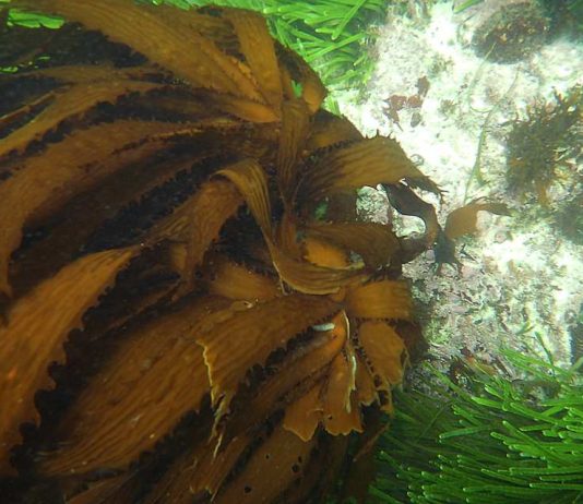 Investigación internacional revela nuevas especies de kelp y su alta biodiversidad en el Pacífico Sudeste Investigación internacional revela nuevas especies de kelp y su alta biodiversidad en el Pacífico Sudeste