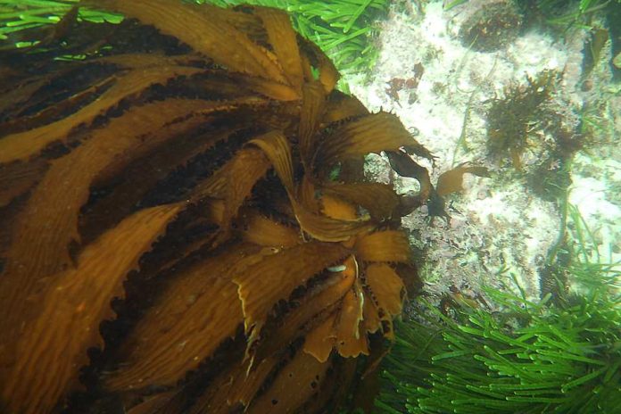 Investigación internacional revela nuevas especies de kelp y su alta biodiversidad en el Pacífico Sudeste