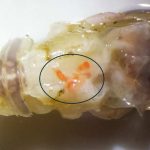 Investigación propone innovador método para estudiar parásitos en ecosistemas marinos