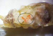 Investigación propone innovador método para estudiar parásitos en ecosistemas marinos