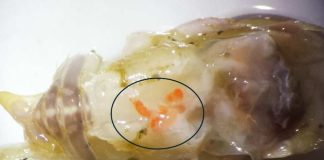 Investigación propone innovador método para estudiar parásitos en ecosistemas marinos