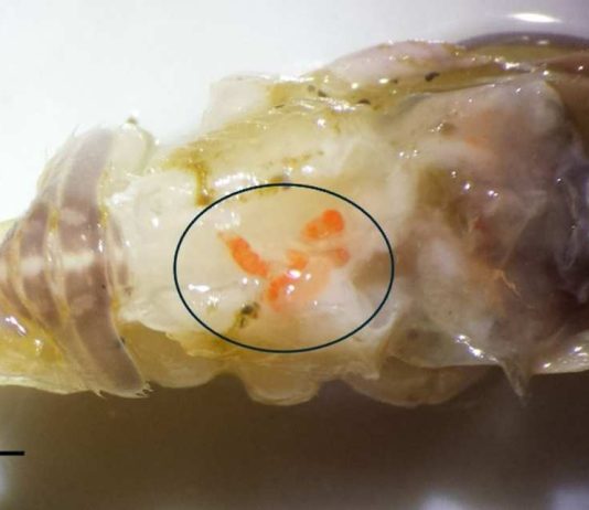 Investigación propone innovador método para estudiar parásitos en ecosistemas marinos Investigación propone innovador método para estudiar parásitos en ecosistemas marinos