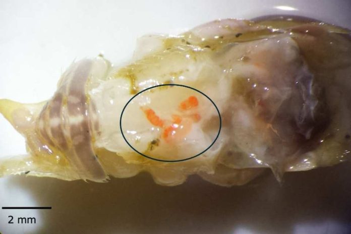 Investigación propone innovador método para estudiar parásitos en ecosistemas marinos