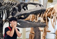 Más de un millón de personas han visitado “Dinosaurios del Sur del Mundo” en el Museo Nacional de Historia Natural